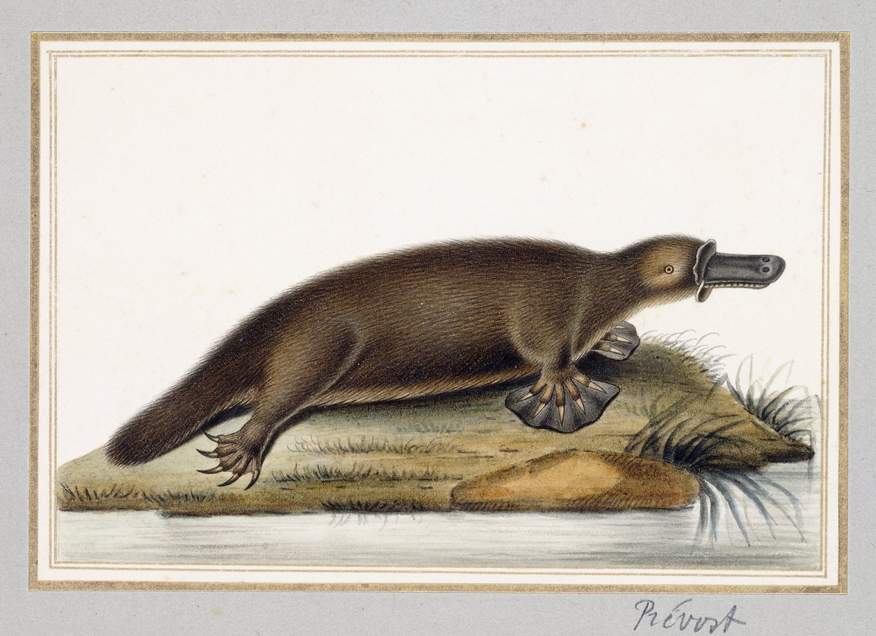 Ördek gagalı Platypus by A. Prevost