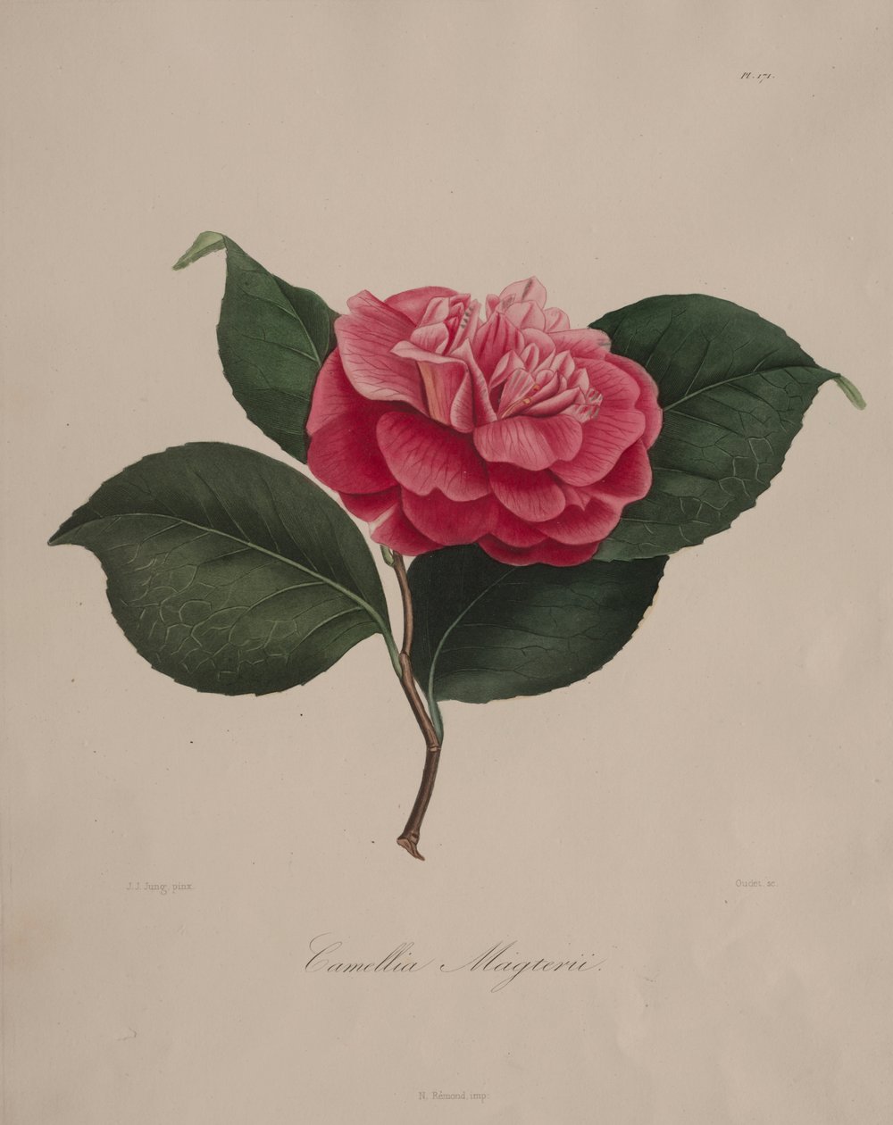 Kamelya cinsinin ikonografisi: No. 171 by Abbé Laurent Berlèse