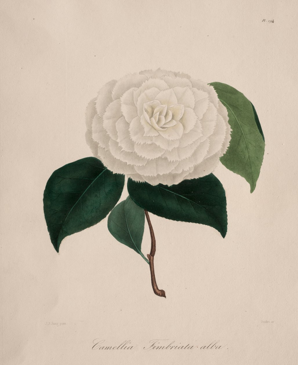 Kamelya cinsinin ikonografisi: No. 194 by Abbé Laurent Berlèse