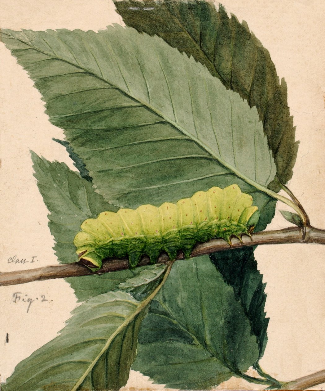 Lunar Caterpillar, Animal Kingdom