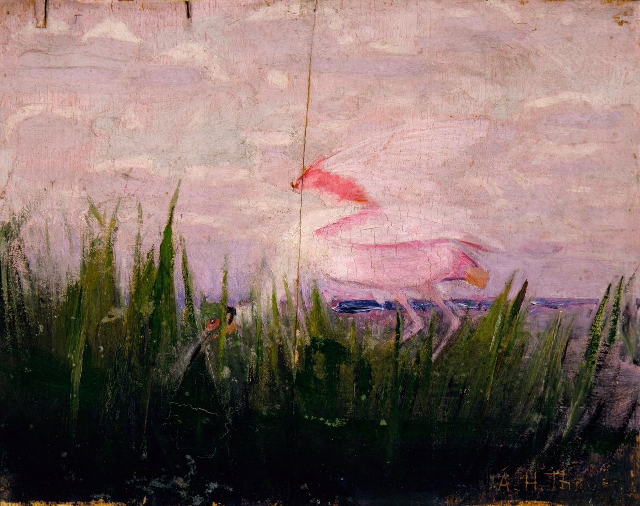 Roseate Spoonbill, Animal Kingdom