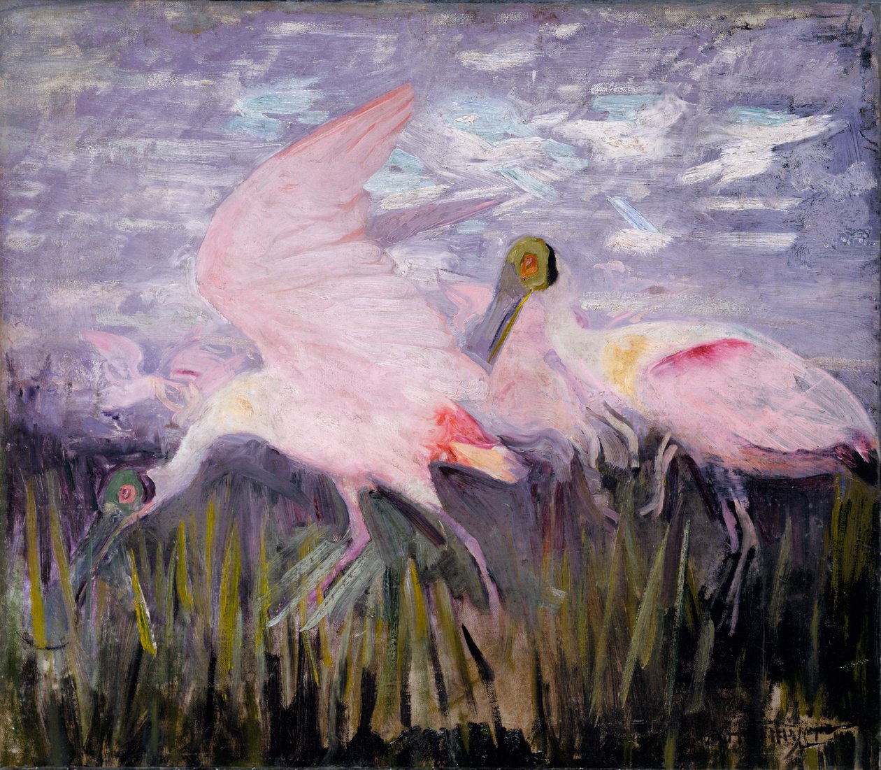 Roseate Spoonbills, Animal Kingdom