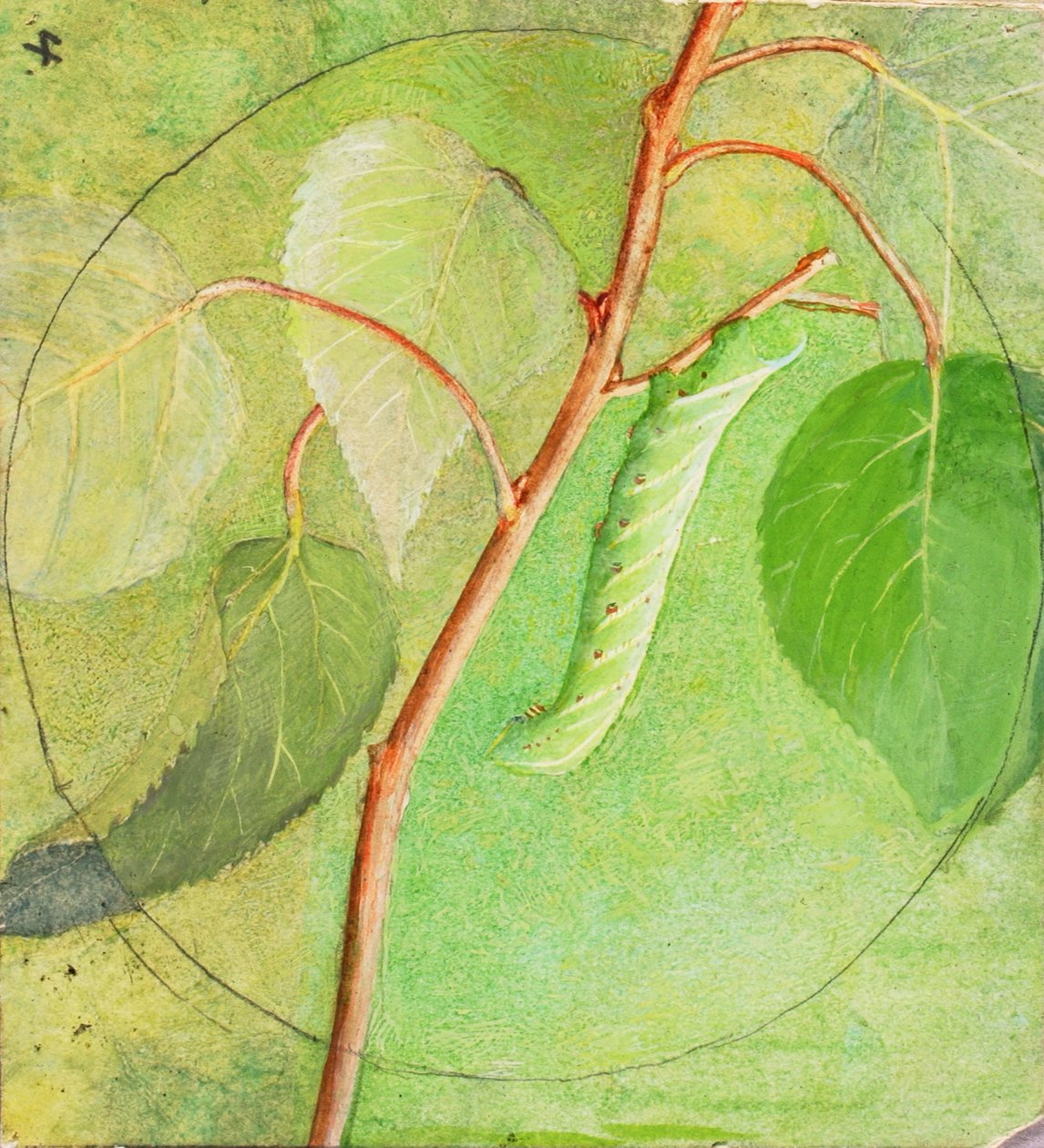 Sphinx Caterpillar, Animal Kingdom