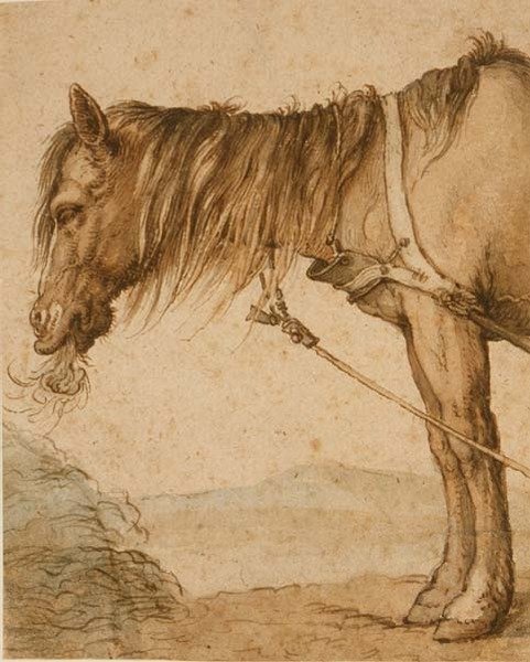 PD.159-1963 Saman Yiyen Bir At, c.1600-10 (kalem ve mürekkep, yıkama) by Abraham Bloemaert