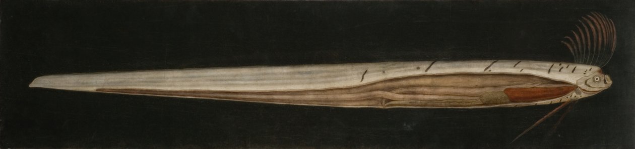  by Abraham Bruiningh van Worrell
