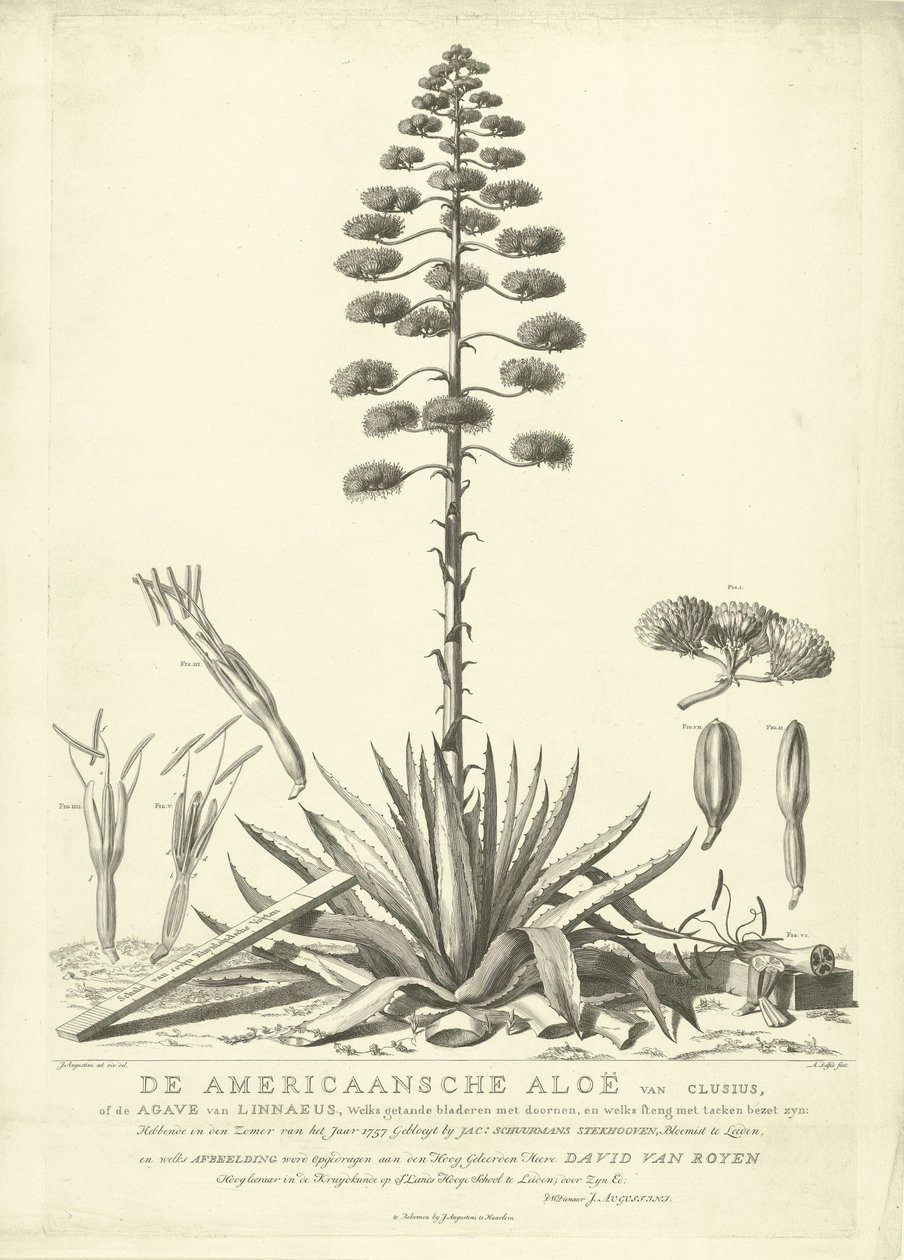 Çiçekli Amerikan Aloe, 1757 Clusius