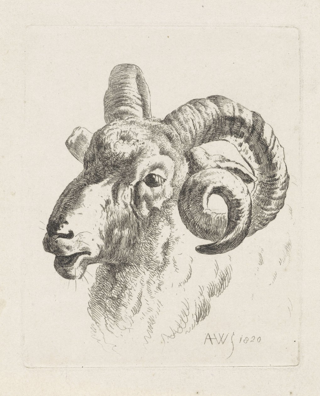 Ram