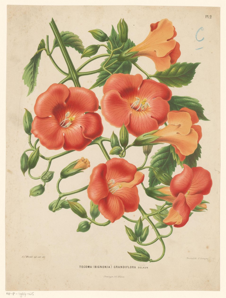 Bignonia Tecoma (binonia) grandiflora (nesne üzerindeki başlık) by Abraham Jacobus Wendel
