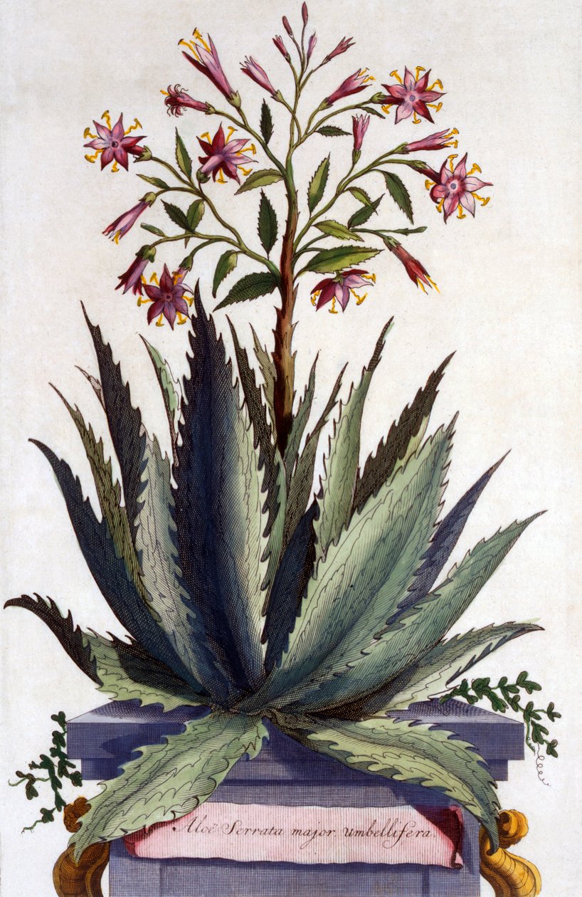 Aloe Serrata major umbellifera, 'Phytographia Curiosa'dan, 1702'de yayınlandı by Abraham Munting