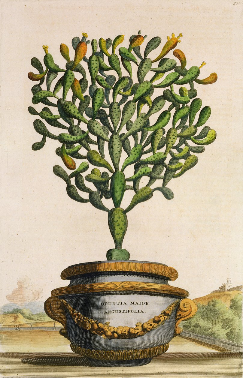 Phytographia Curiosa