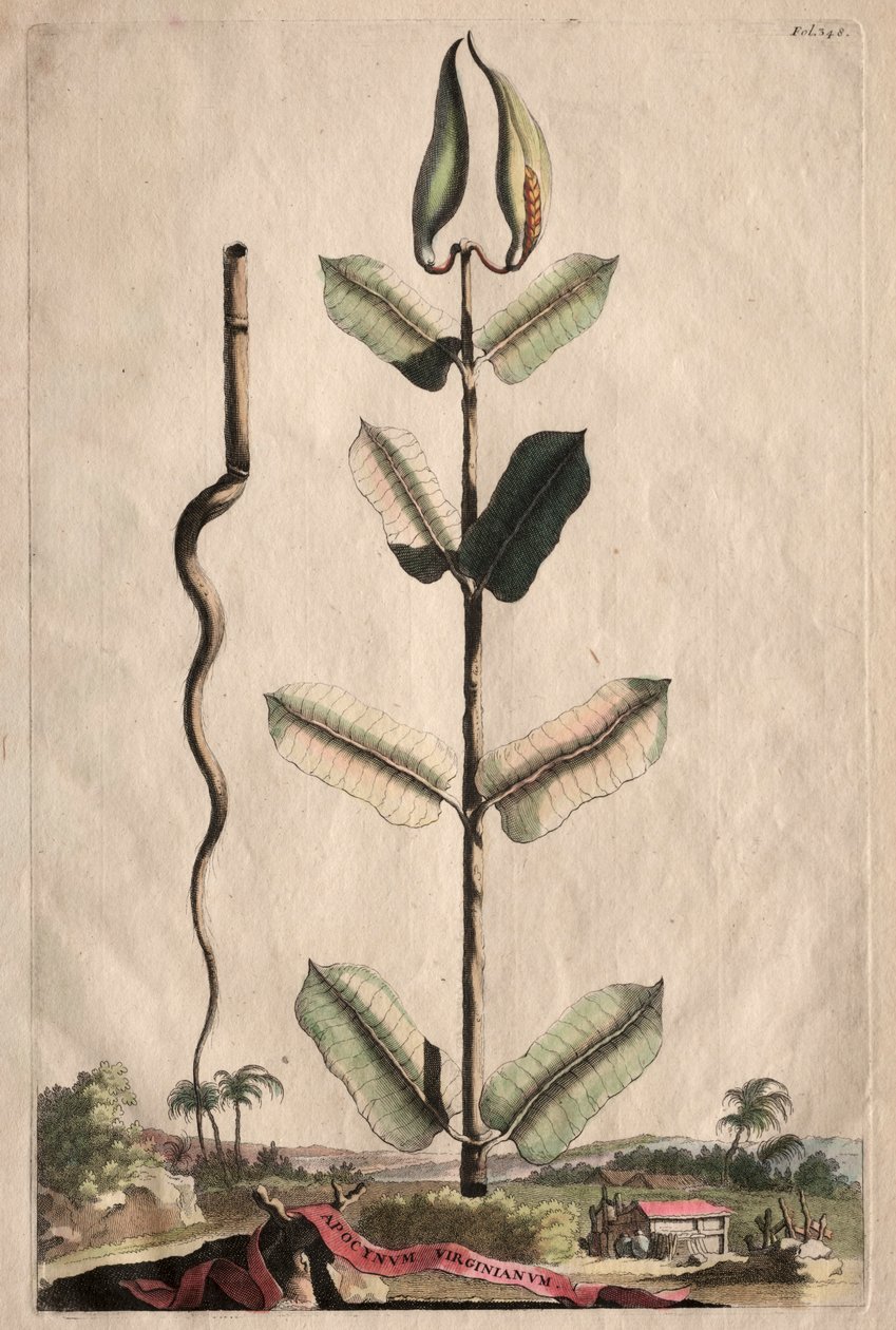 Meraklı Fitografi: Apocynum Virginianum by Abraham Munting