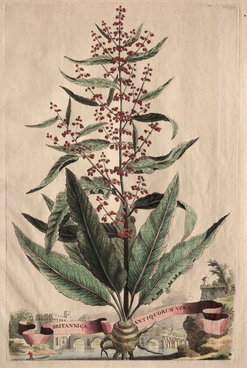 Meraklı Bir Fitografi by Abraham Munting