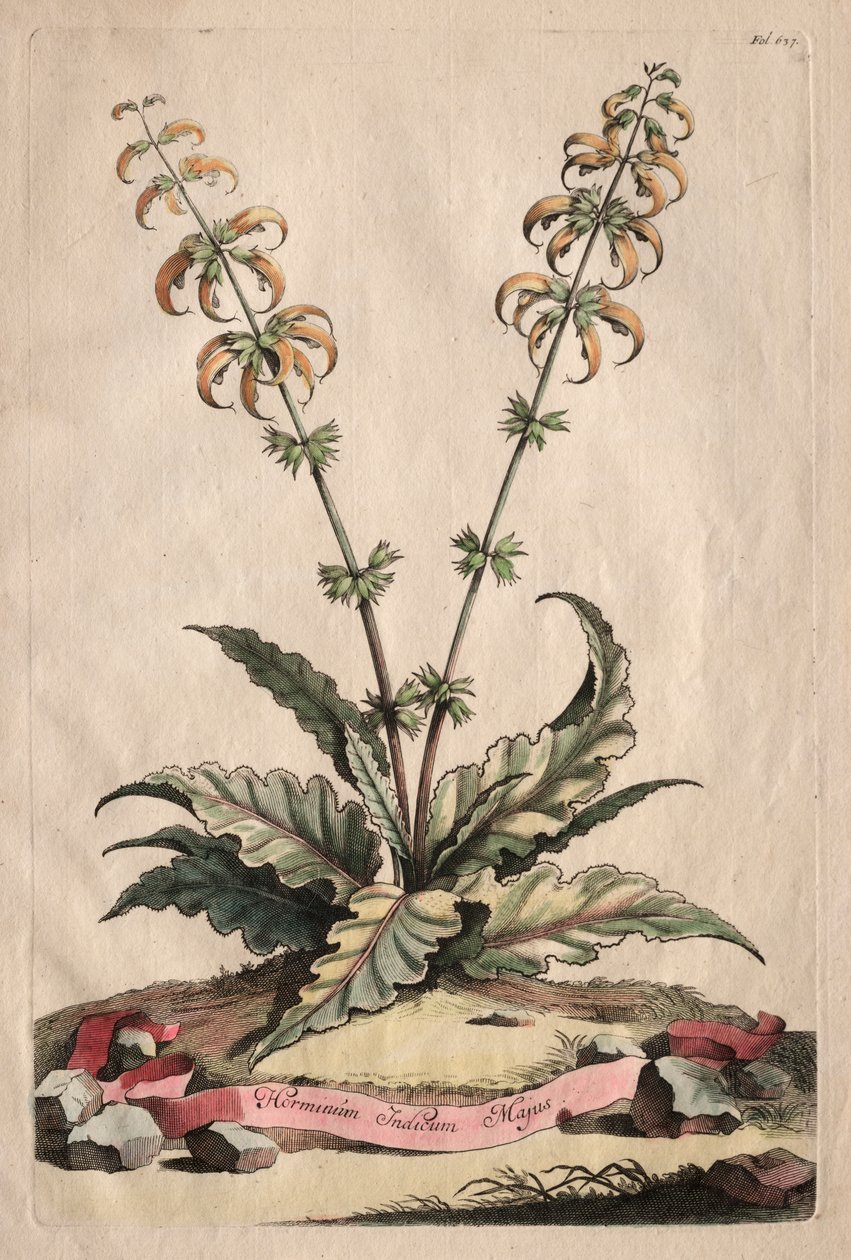 Meraklı Fitografi: Horminum Indicum Majus by Abraham Munting