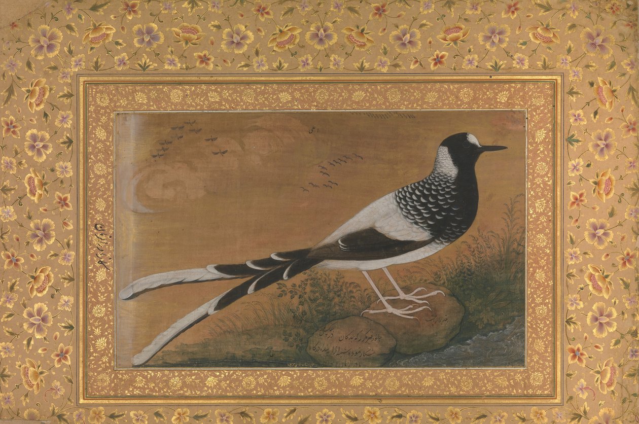Spotted Forktail, Shah Jahan Albümünden Folio, recto: yakl. 1610-15, yaklaşık ca. 1540. by Abu al Hasan