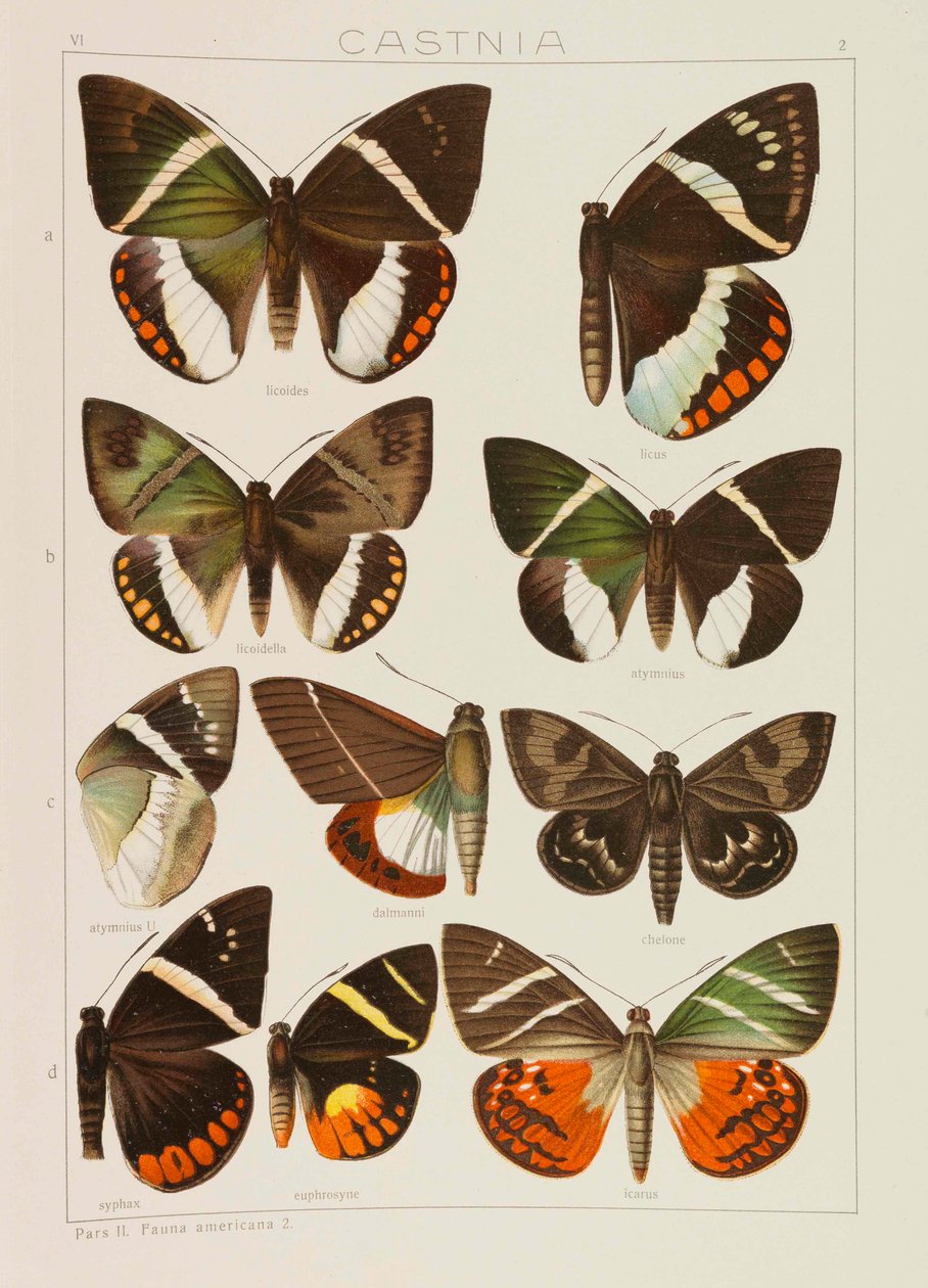 Dünyanın Büyük Kelebekleri Dünyanın Macrolepidoptera