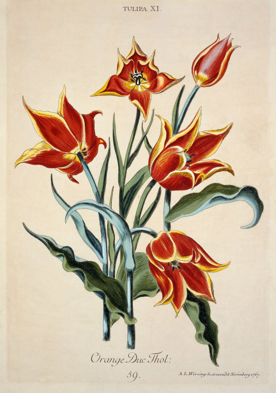 Orange Tulip, Conrad Gesner (1516-65) 1767