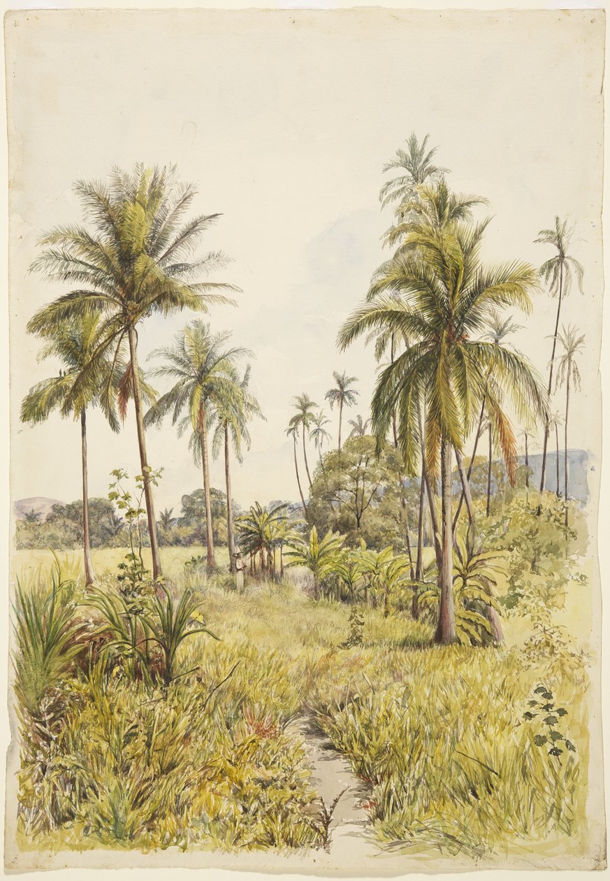 Palmiye ağaçları, Colima (suluboya) by Adela Breton