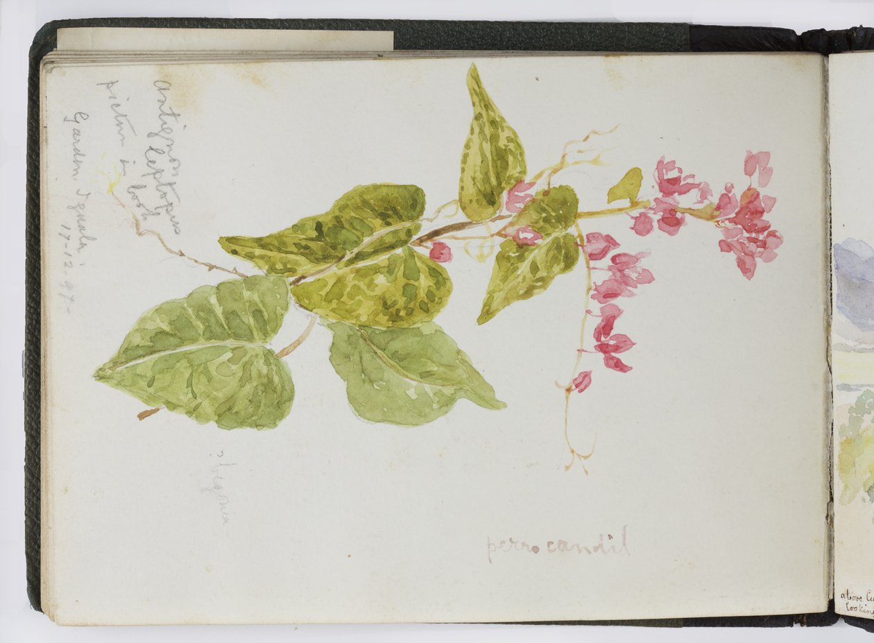 Suluboya Eskiz Defteri, Çizimler ve Notlar, Meksika, 1896-1898 (suluboya) by Adela Breton