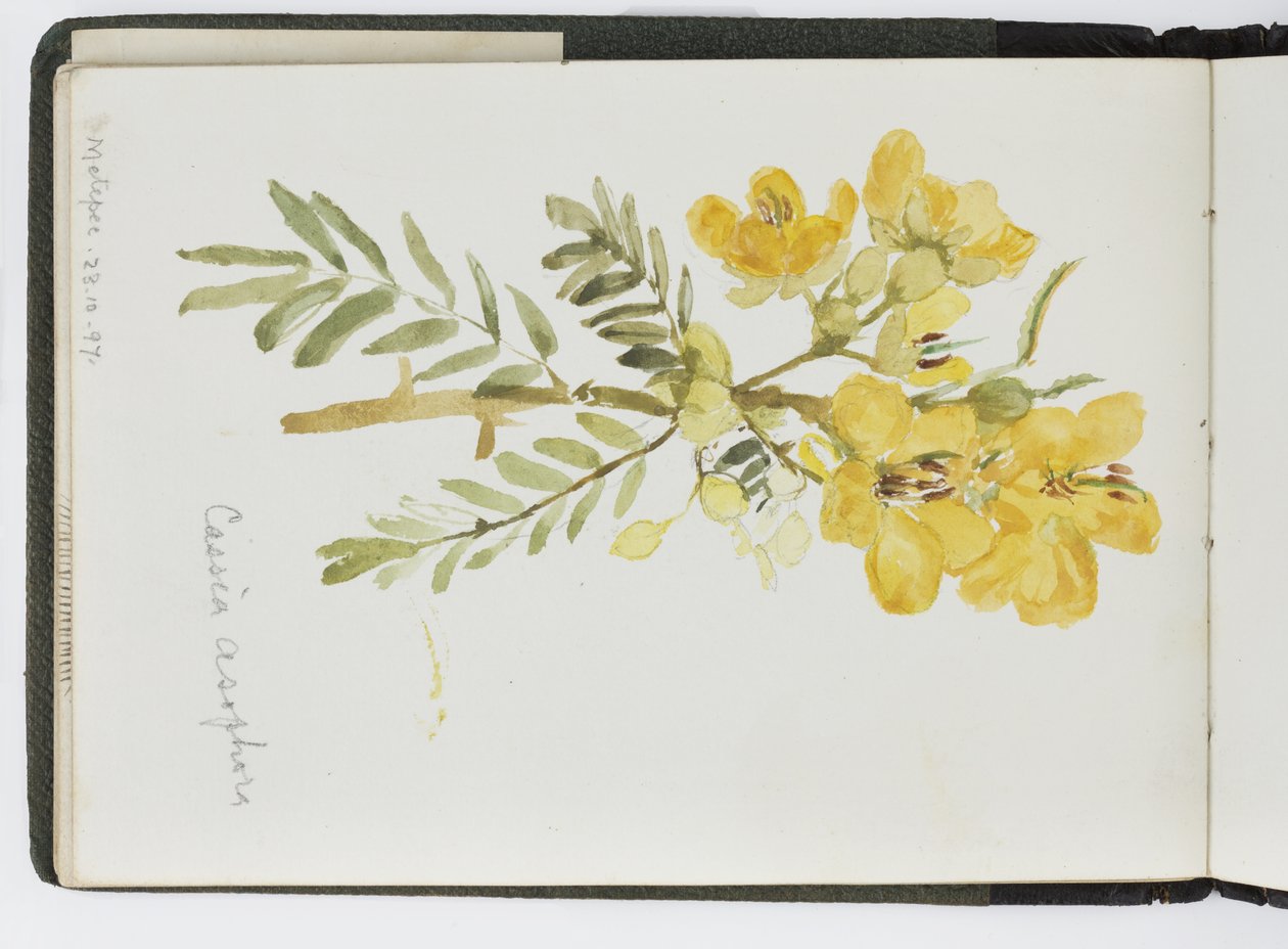 Suluboya Eskiz Defteri, Çizimler ve Notlar, Meksika, 1896-1898 (suluboya) by Adela Breton