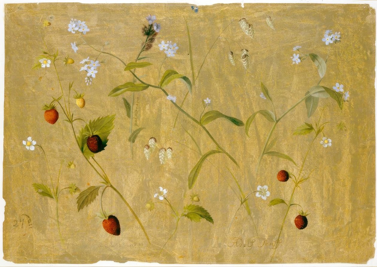 Çilek ve unutma beni by Adolf Senff