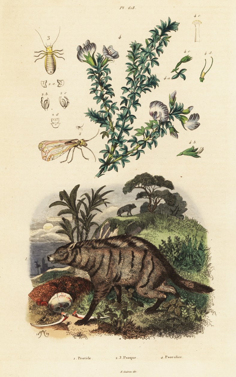 Aardwolf, Arap bezelyesi ve biti. by Adolph (after) Fries