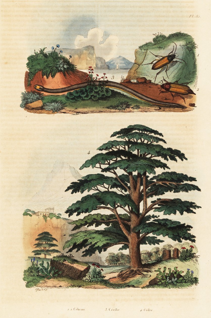 Lübnan sediri, iki çizgili caecilian ve tıklama böcekleri., 1834-1839 (gravür) by Adolph (after) Fries