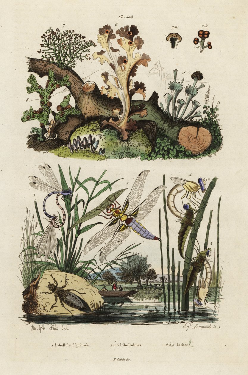 Chaser, skimmer ve likenler., 1834-1839 (gravür) by Adolph (after) Fries