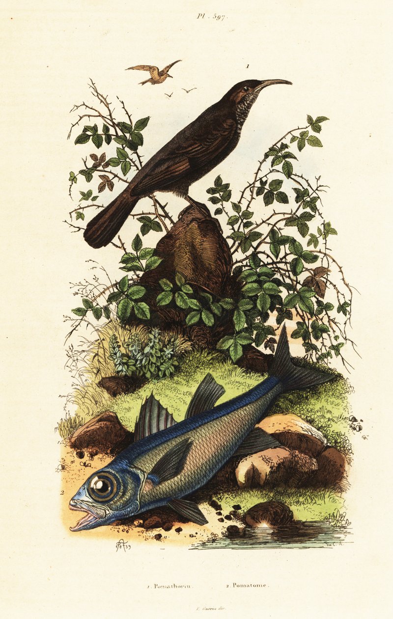 Gri taçlı babbler ve siyah kardinal balığı. by Adolph (after) Fries
