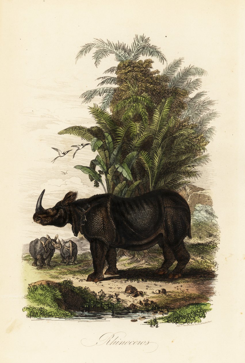 Hint gergedanı, Gergedan unicornis, savunmasız by Adolph (after) Fries
