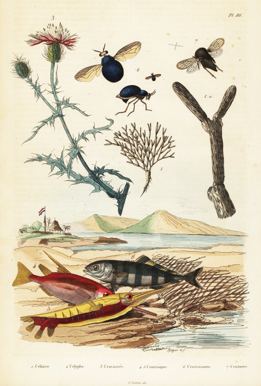 Knapweed, balık ve böcek sinekleri.,1834-1839 (gravür) by Adolph (after) Fries