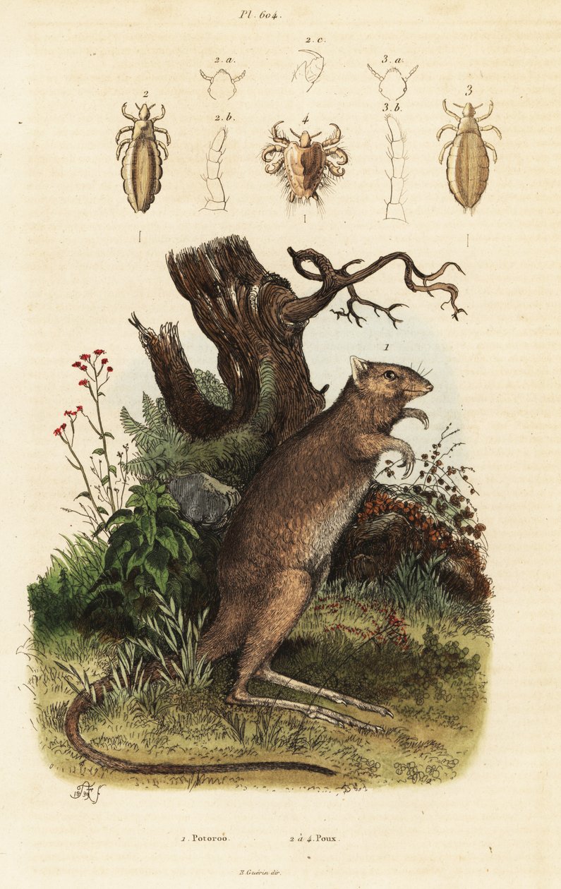 Uzun ayaklı potoroo ve bit türleri. by Adolph (after) Fries