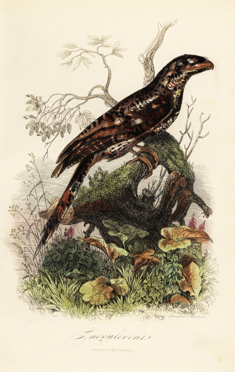 Papua kurbağaağız, Podargus papuensis by Adolph (after) Fries