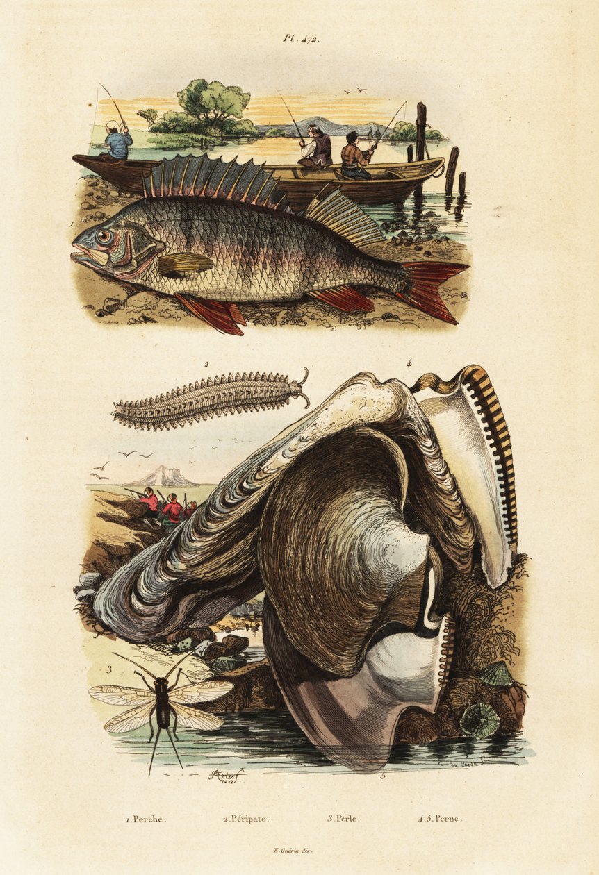 Levrek, inci istiridye, kadife solucan ve dantel, 1834-1839 (gravür) by Adolph (after) Fries