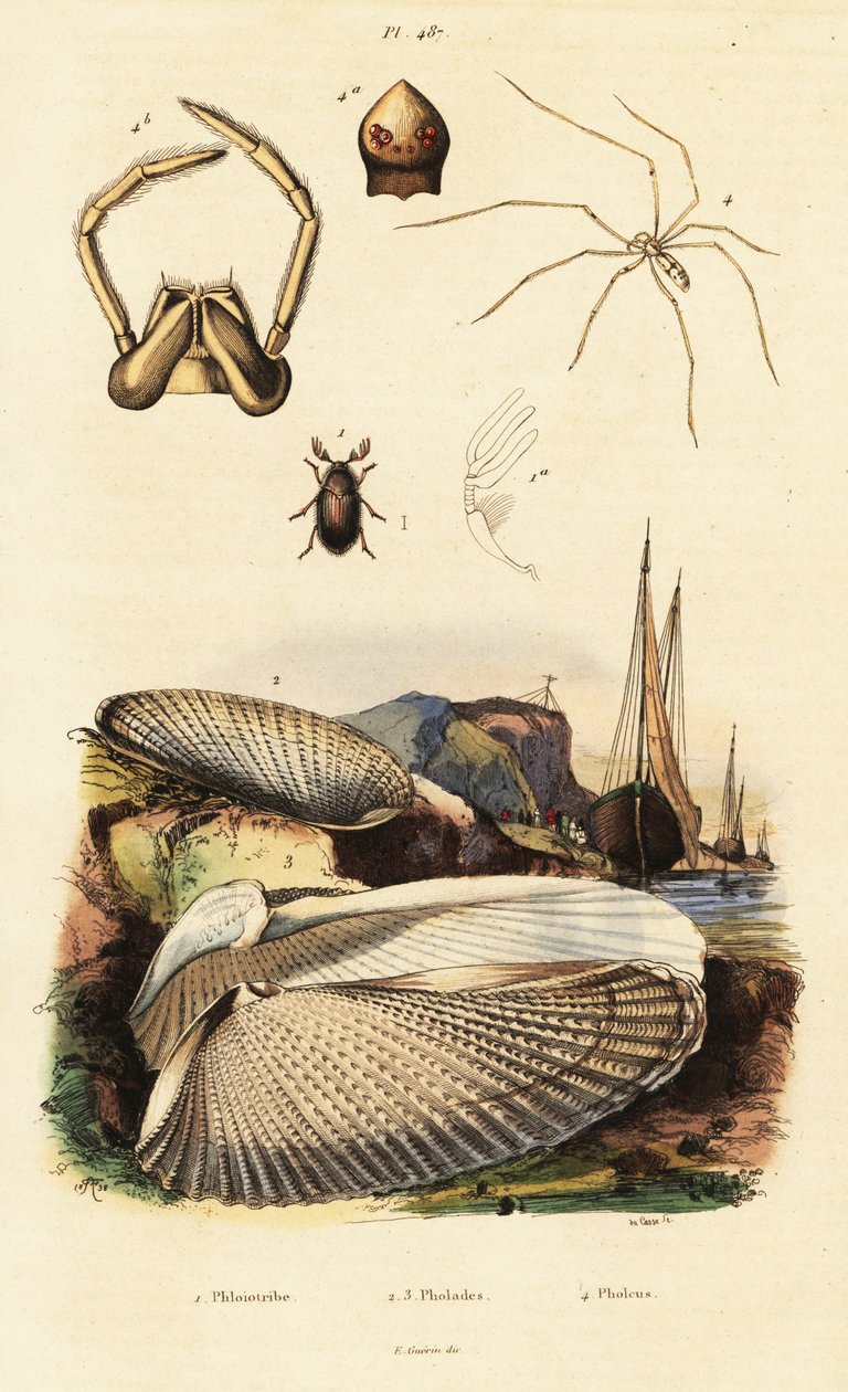Piddock, istiridye, böcek ve örümcek. by Adolph (after) Fries