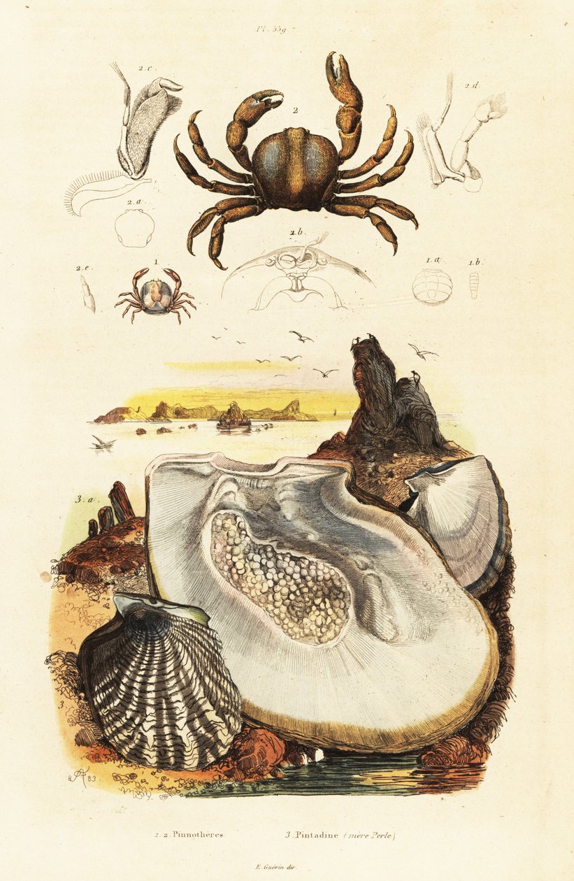 Pin yengeçler ve inci istiridye.,1834-1839 (gravür) by Adolph (after) Fries