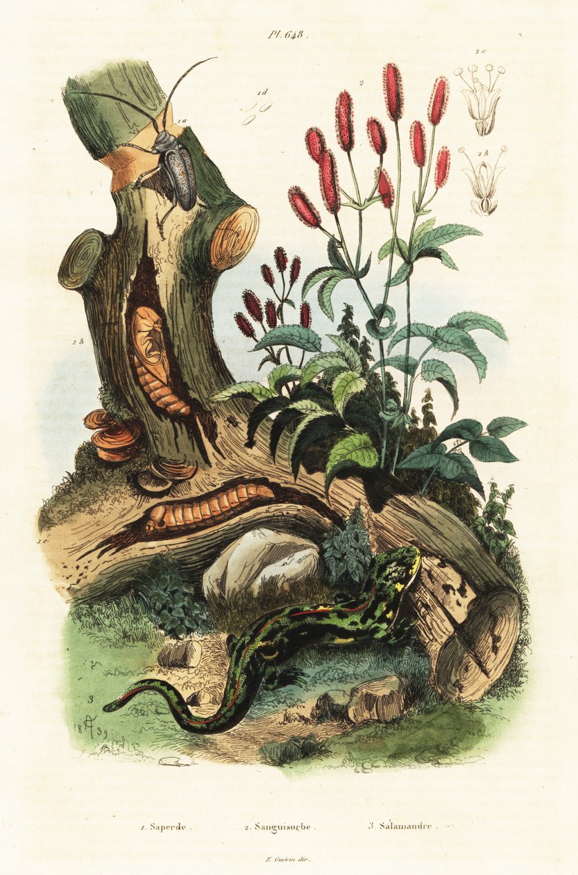 Semender, böcek ve büyük burnet. by Adolph (after) Fries