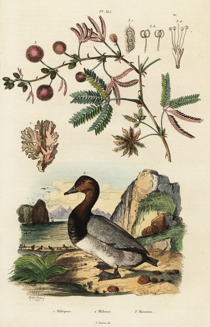 Deniz zencefili, patlıcan ve hassas bitki. ,1834-1839 (gravür) by Adolph (after) Fries