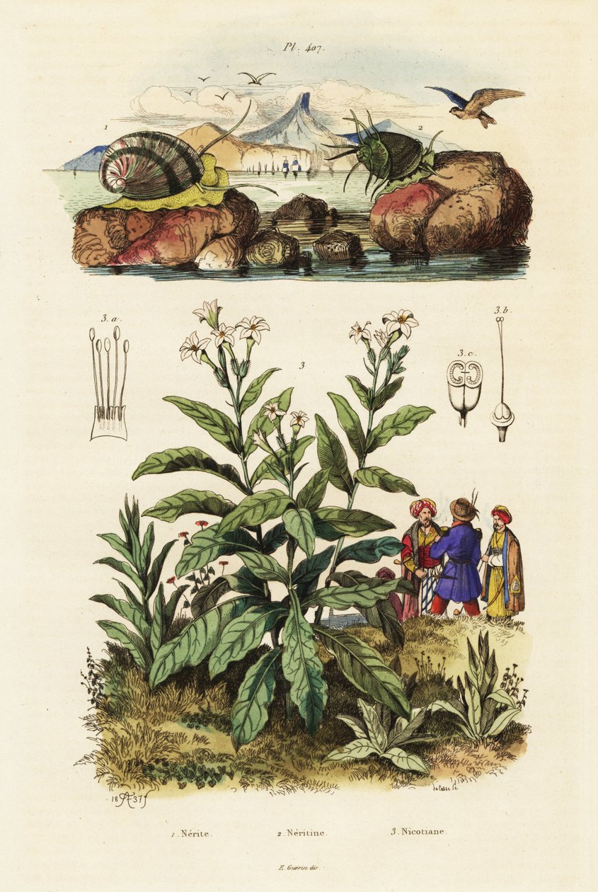 Deniz salyangozları ve tütün bitkisi. ,1834-1839 (gravür) by Adolph (after) Fries