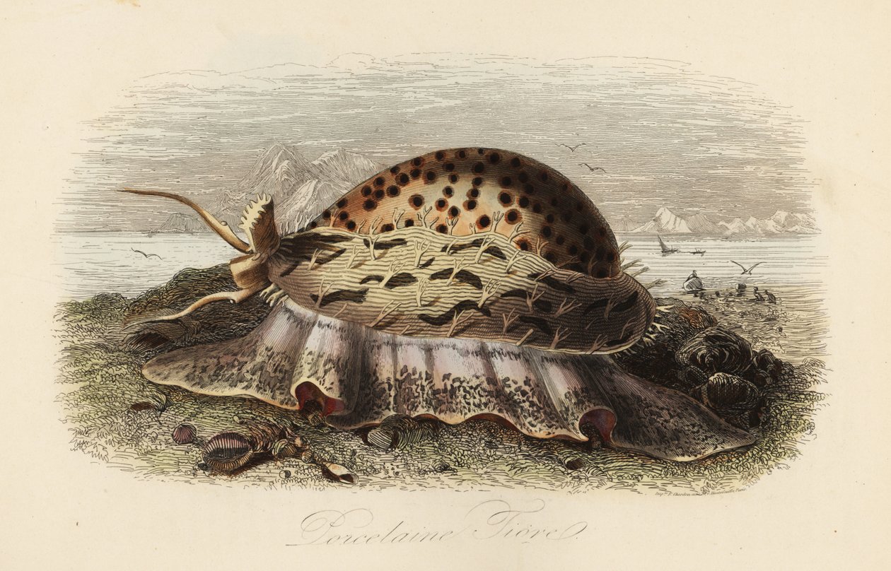 Kaplan deniz kabuğu, Cypraea tigris by Adolph (after) Fries