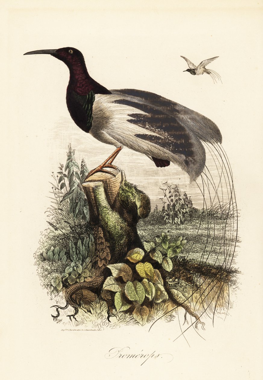 On iki kablolu cennet kuşu, Seleucidis melanoleucus by Adolph (after) Fries