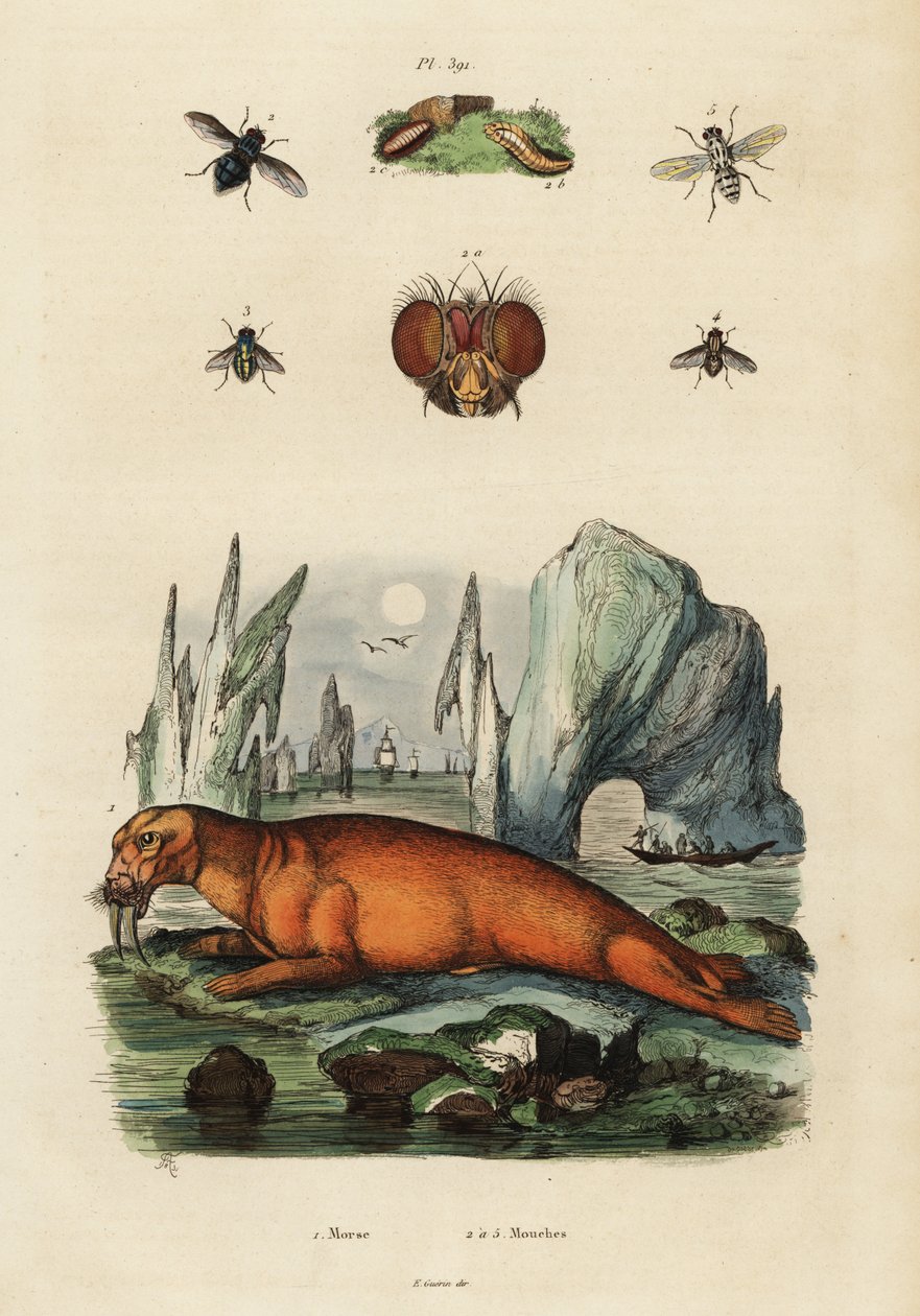 Mors ve sinekler. ,1834-1839 (gravür) by Adolph (after) Fries