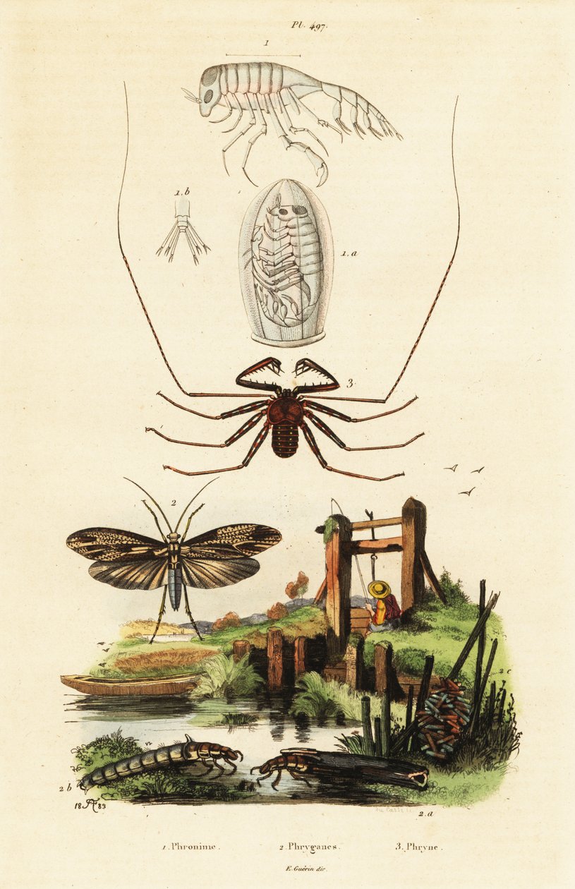 Örümcek ve caddisfly kırbaç. by Adolph (after) Fries