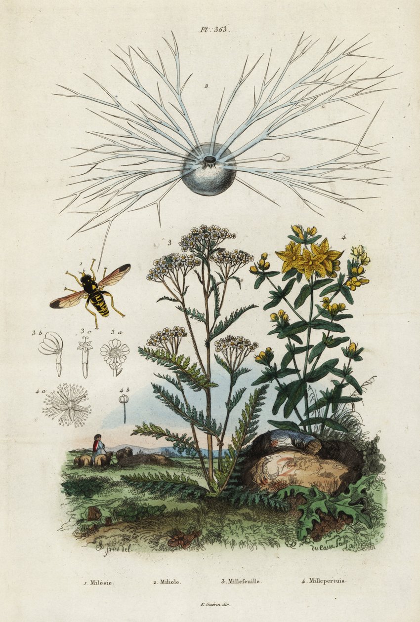 Civanperçemi, St Johns-wort, foraminifer ve hoverfly., 1834-1839 (gravür) by Adolph (after) Fries