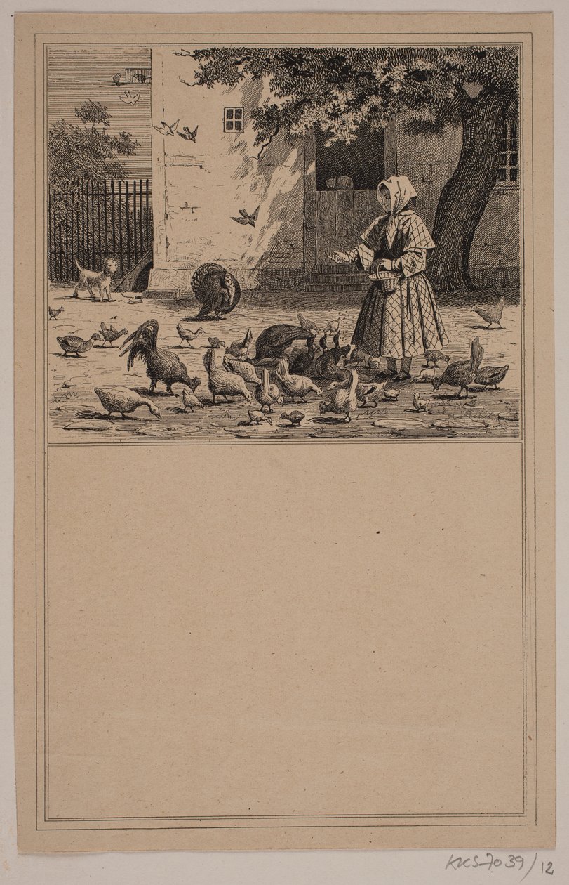 Tavuk kümesinde. No. 11