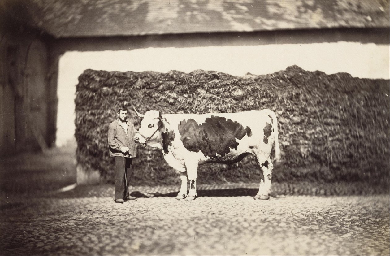 ödüllü boğa by Adolphe Braun