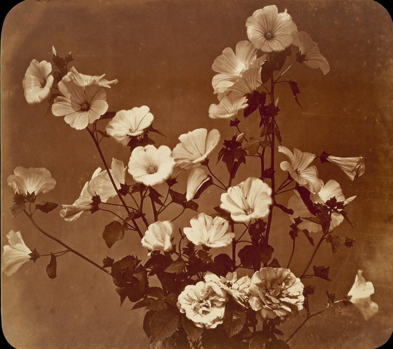 [Çiçek Çalışması, Rose of Sharon], yak. 1854. by Adolphe Braun