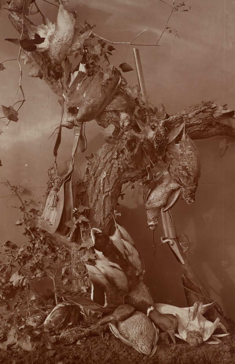  by Adolphe Braun