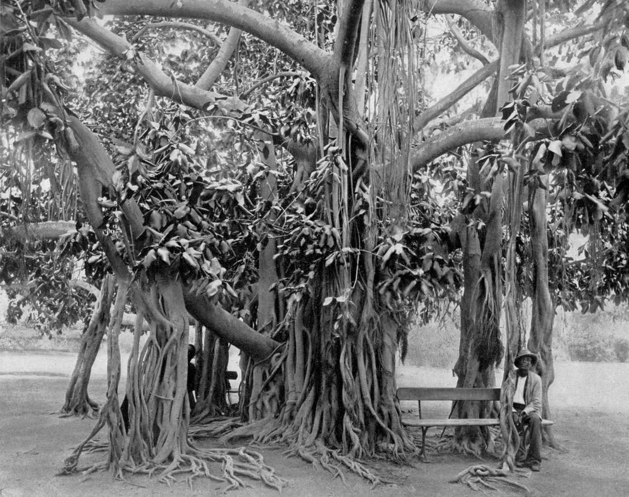 Banyan ağacı, Kingston Park, Jamaika, c1905. by Adolphe Duperly and Son