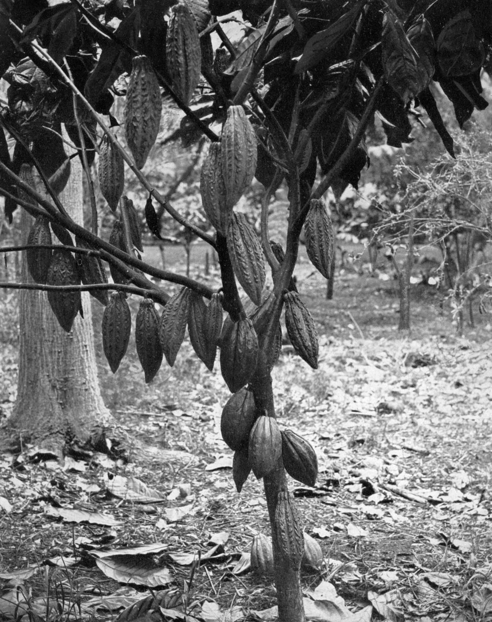 Kakao ağacı, Jamaika, c1905. by Adolphe Duperly and Son