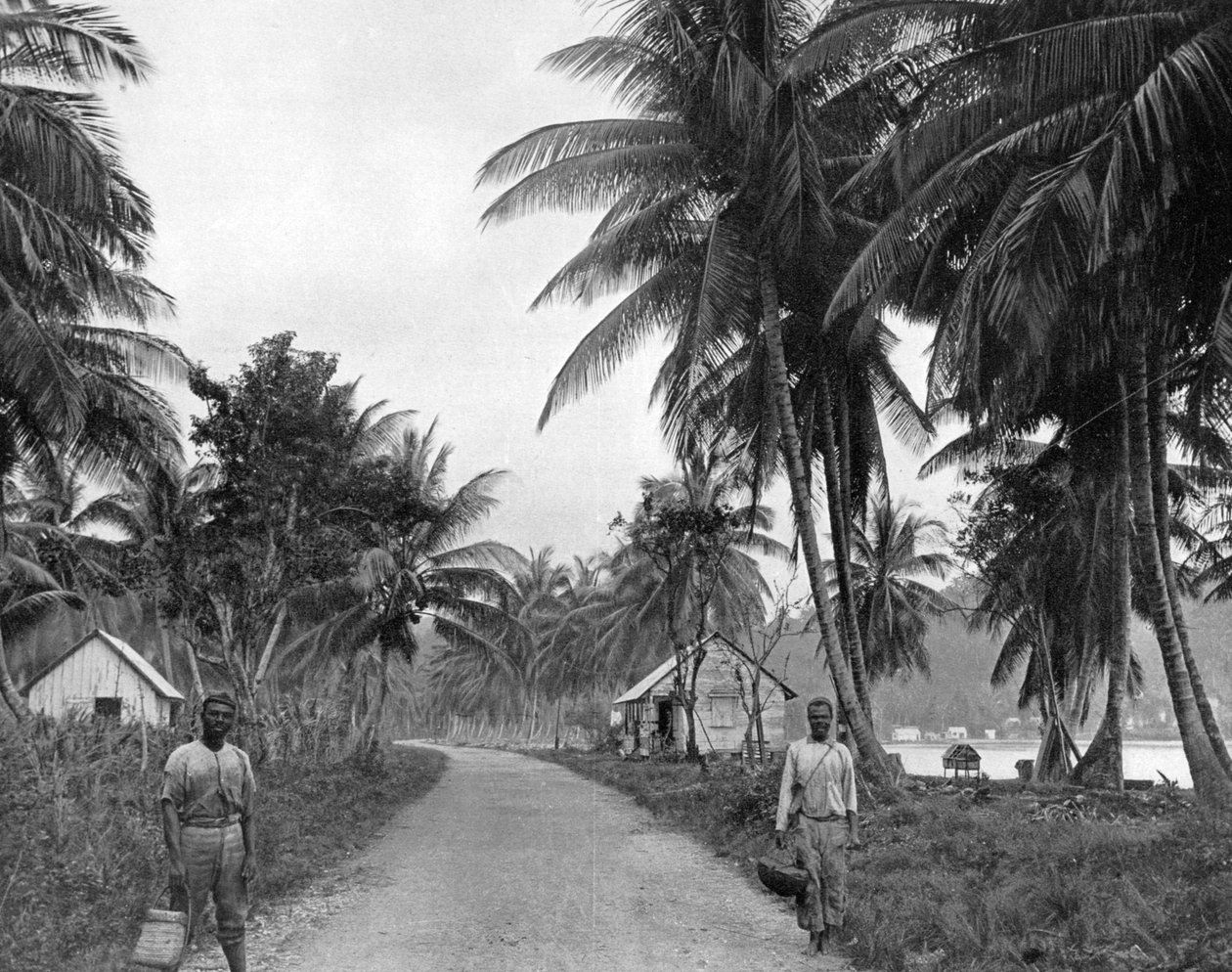 Hindistan cevizi korusu, Port Antonio, Jamaika, c1905. by Adolphe Duperly and Son